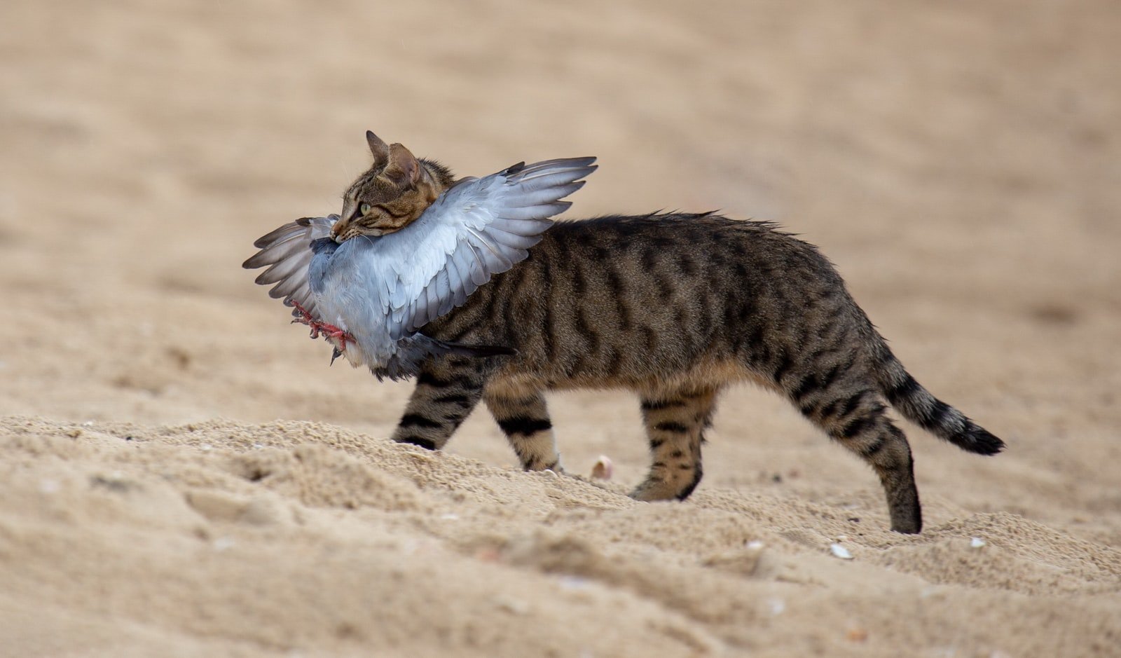 Gato mostrando su habilidad como cazador al atrapar un pÃ¡jaro en el aire
