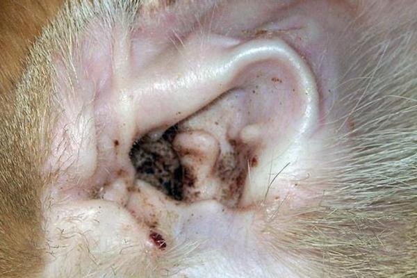 Oidos de un gato infectado de otitis externa.