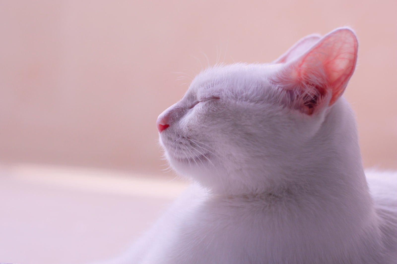 shallow focus photography of white cat