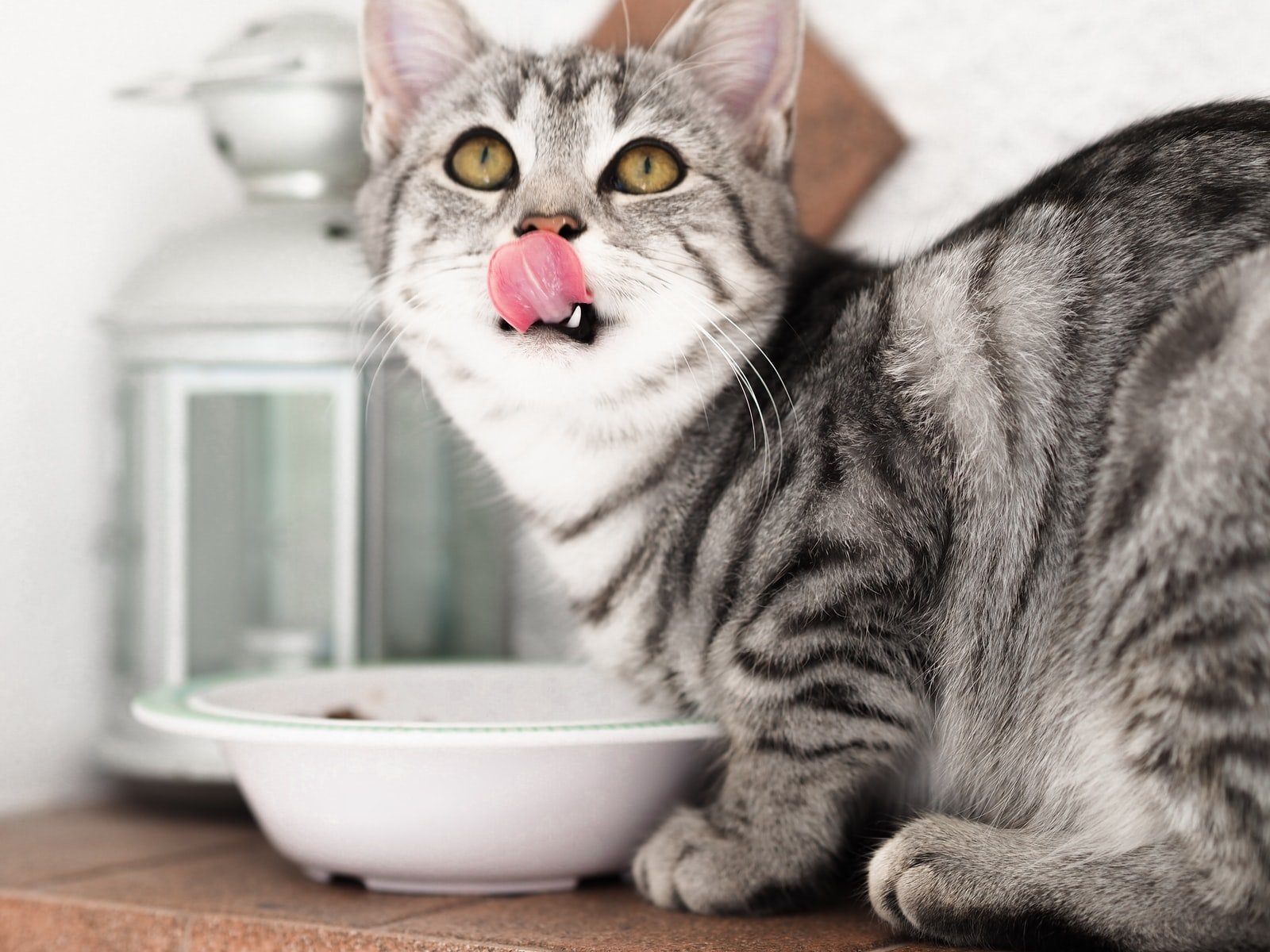 Gato comiendo comida para felinos esterilizados