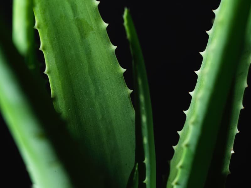 Aloe Vera - "Imagen de una Aloe Vera, planta peligrosa para los gatos"<br />
