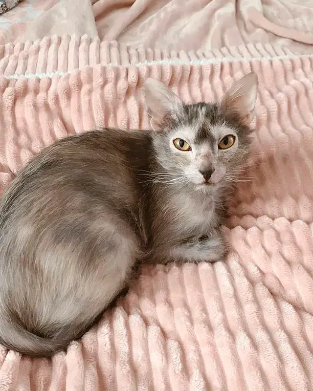 Los cuidados especiales del gato Lykoi: piel, ojos y orejas