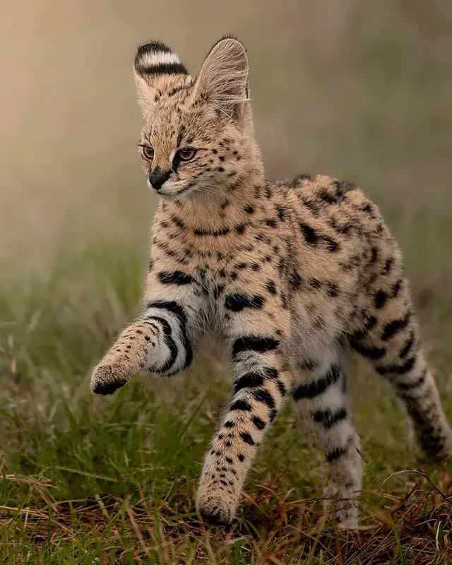 "El elegante caminar del Serval en su hábitat natural"