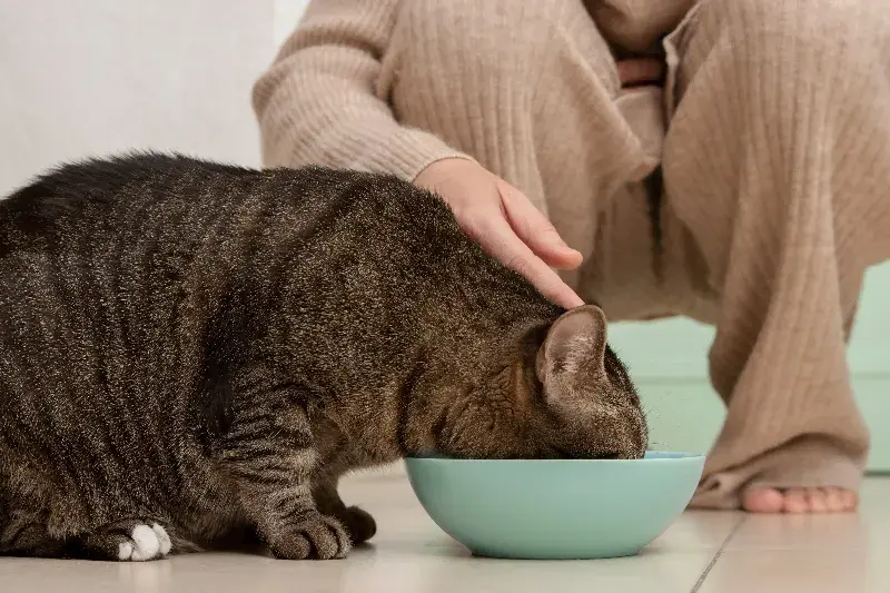 La buena alimentaciÃ³n en gato es la mejor forma de combatir la diabetes.