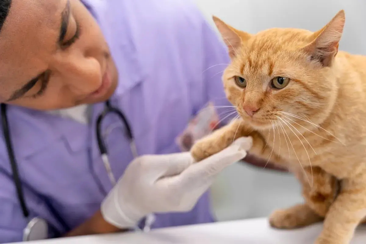 DiagnÃ³stico de diabetes felino: anÃ¡lisis de sangre y orina