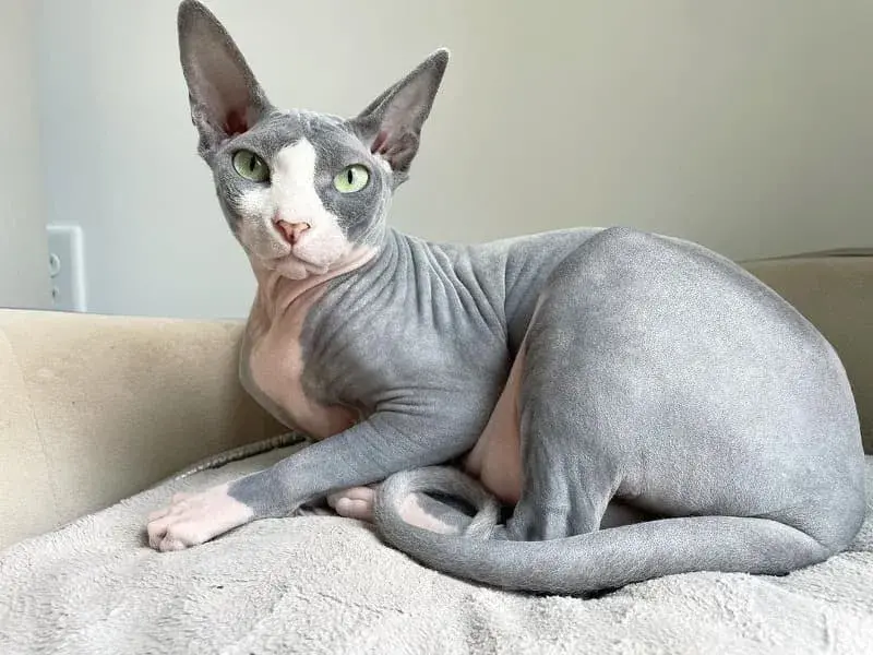 Sphynx, el gato sin pelo ideal para personas alérgicas a los gatos