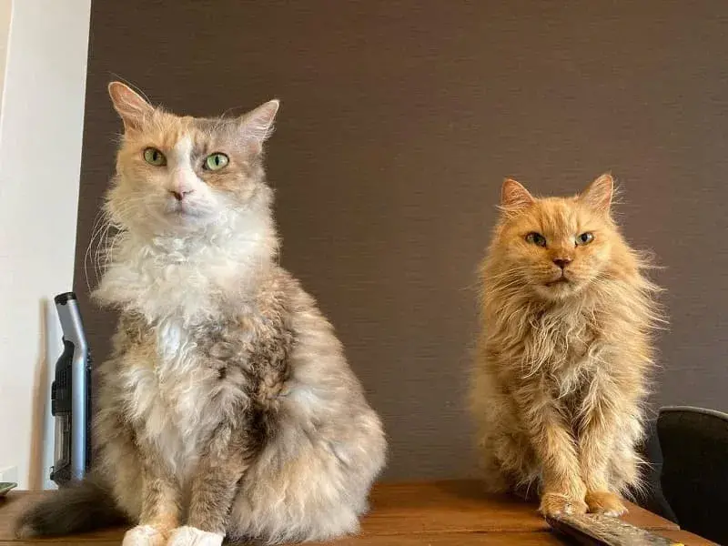 "LaPerm, la raza hipoalergénica de gato con pelaje rizado y suave"