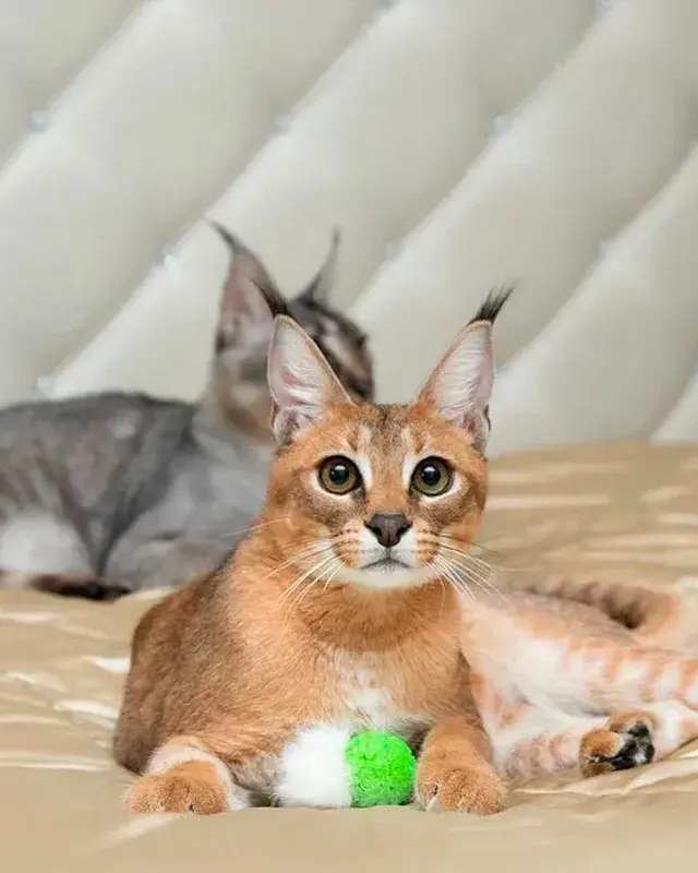 Así es vivir con un gato caracal salvaje