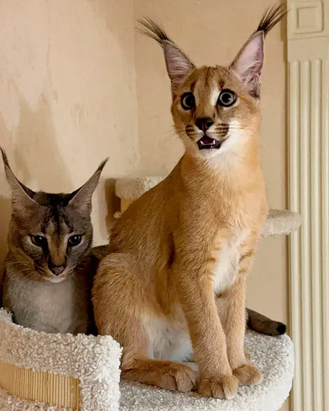 Cuidados y alimentación del gato Caracal: todo lo que debes saber