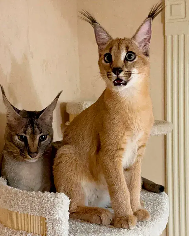 Caracal doméstico, la raza de gato más grande del mundo creada por