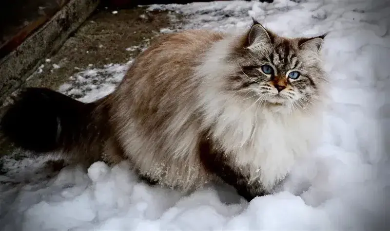 "Siberiano Neva Masquerade, el gato hipoalergénico con pelaje bicolor y ojos azules intensos"