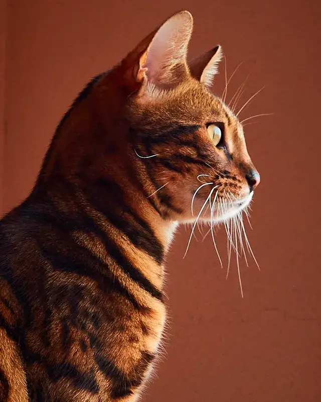 Todo lo que necesitas saber sobre la raza de gatos Bengalí