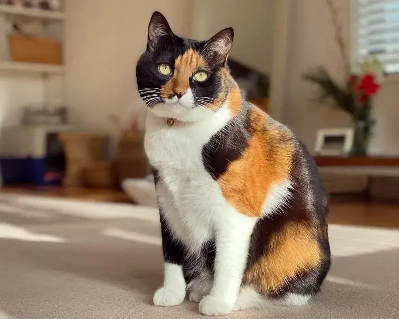 "Bobtail Japonés, el gato hipoalergénico de cola corta y personalidad juguetona"