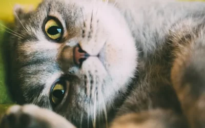 ¿Porqué ronronean los gatos?