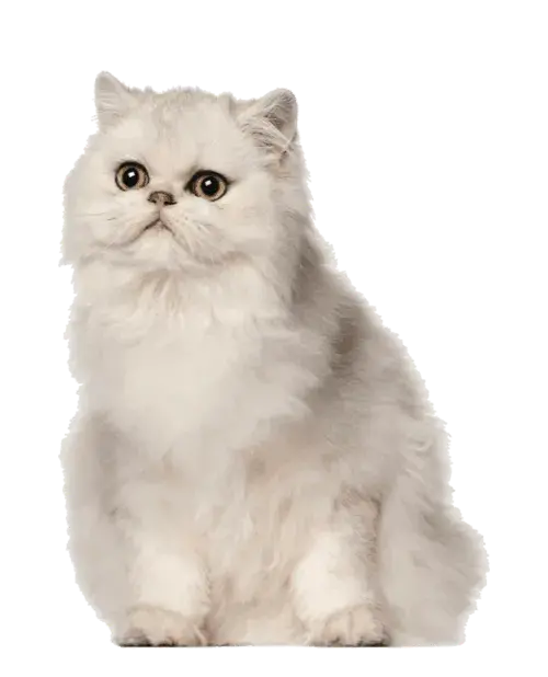 Angora Turco