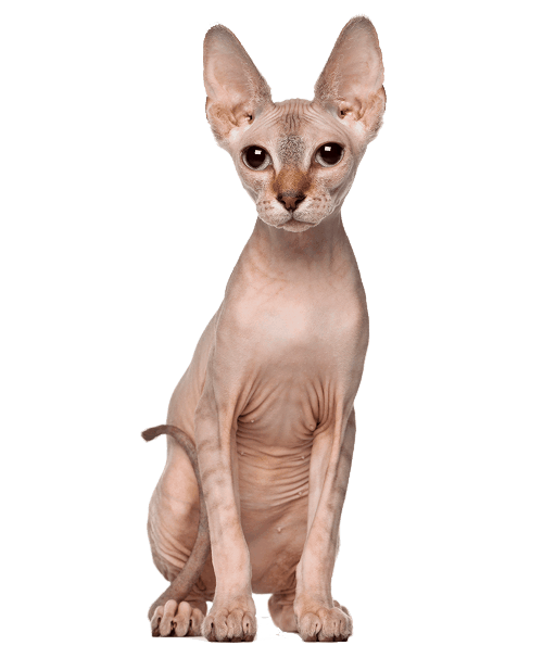 gato-sphynx-los-mejores-productos-para-tu-gato