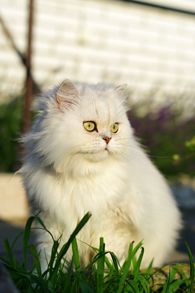white persian cat on green grass during daytime