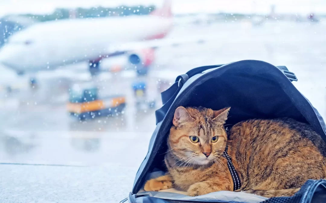 Â¿Puedo viajar en aviÃ³n con mi gato?
