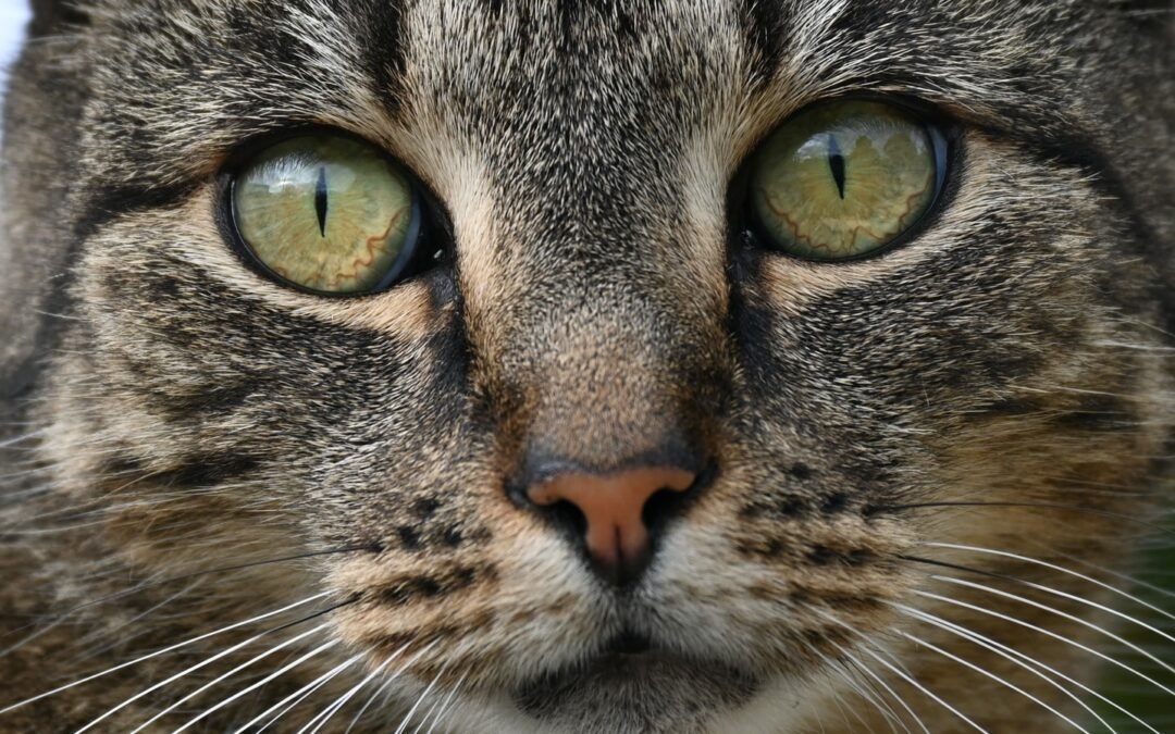 Â¿Por quÃ© los gatos tienen las pupilas de esa forma?