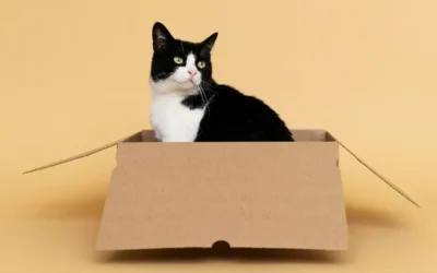 ¿Por qué los gatos adoran las cajas? La explicación detrás de este comportamiento tan peculiar