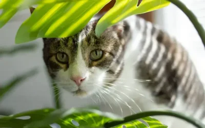 ¿Sabías que estas plantas son peligrosas para tu gato? Descubre cuáles son y evita una visita al veterinario.