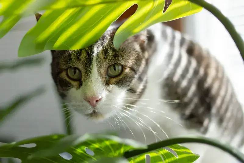 Â¿SabÃ­as que estas plantas son peligrosas para tu gato? Descubre cuÃ¡les son y evita una visita al veterinario.
