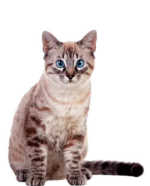American Shorthair