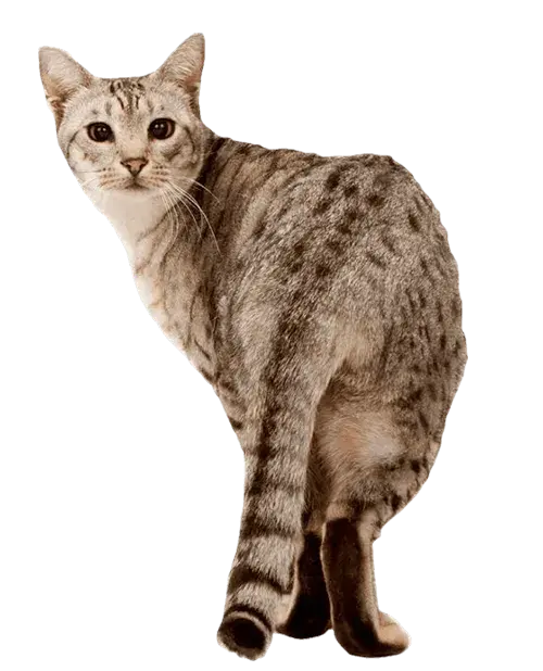 Ocicat