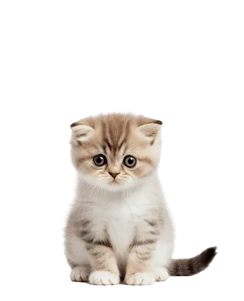 British Shorthair cachorro