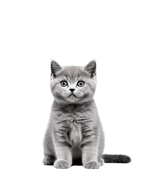 Chartreux cachorro