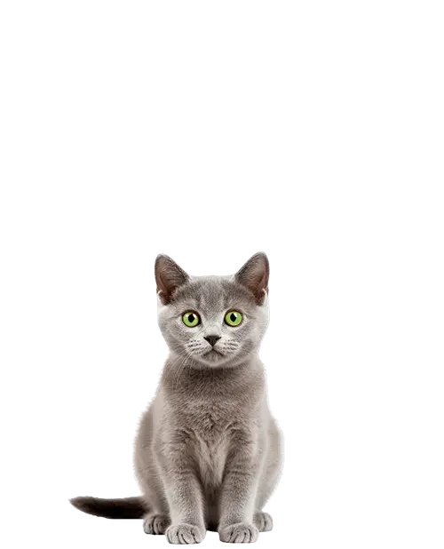 Korat cachorro