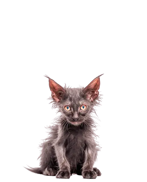 Lykoi cachorro