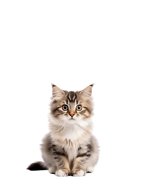 Maine Coon cachorro