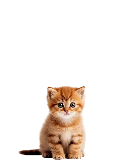 Orange Tabby cachorro