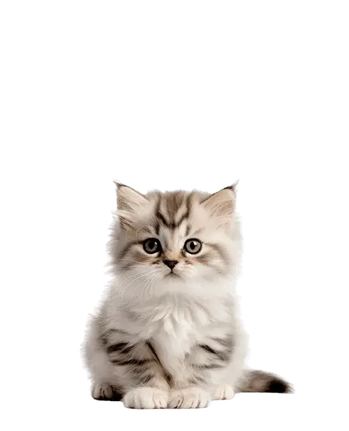 Siberiano cachorro