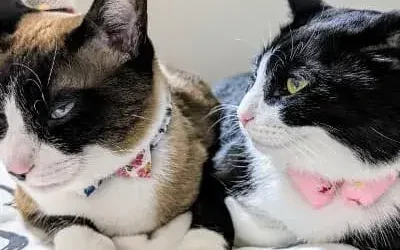 Cómo saber si tu gato tiene pulgas: señales, consejos y soluciones reales