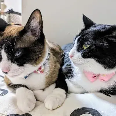 Cómo saber si tu gato tiene pulgas: señales, consejos y soluciones reales