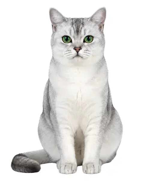 Burmilla