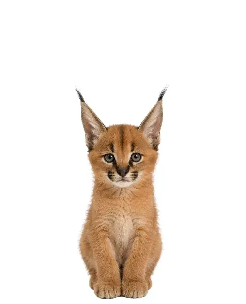 Caracal cachorro