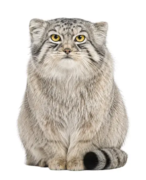 Gato de Pallas