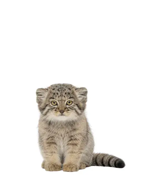 Gato de Pallas cachorro