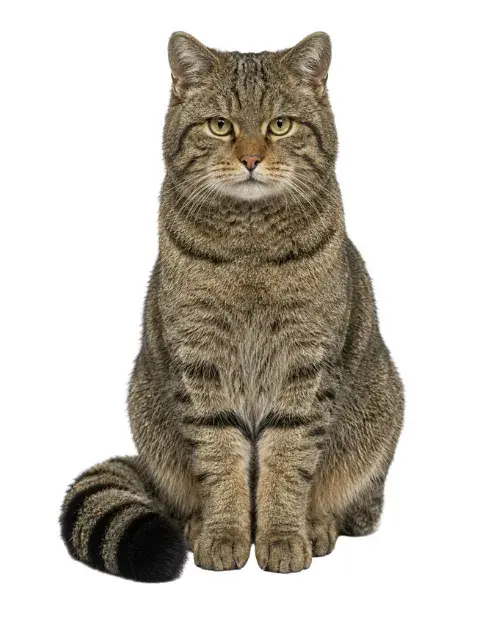 Gato montés europeo