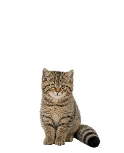 Gato montés europeo cachorro