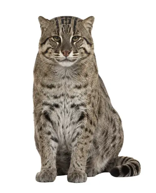 Gato pescador