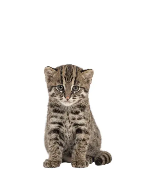 Gato pescador cachorro