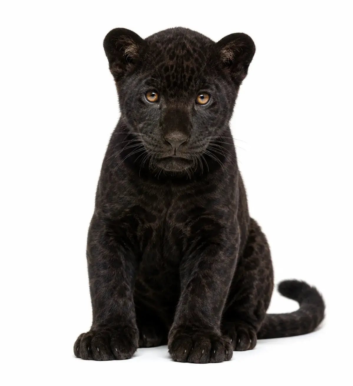 Jaguar negro cachorro