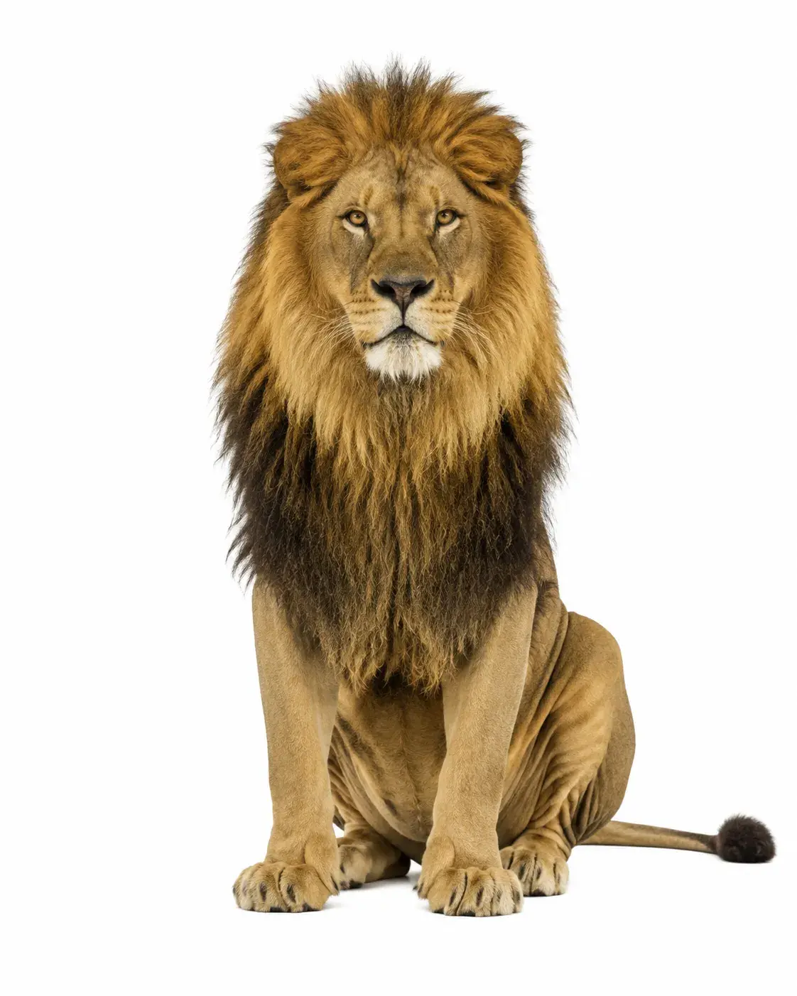León