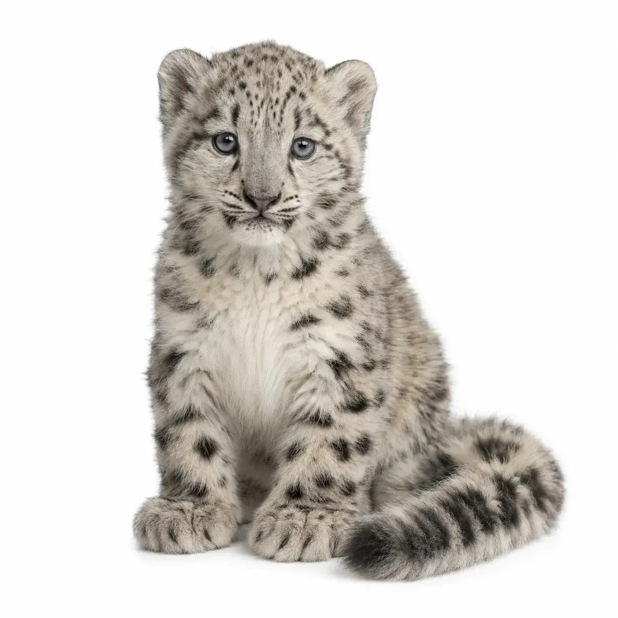 Leopardo de las nieves cachorro