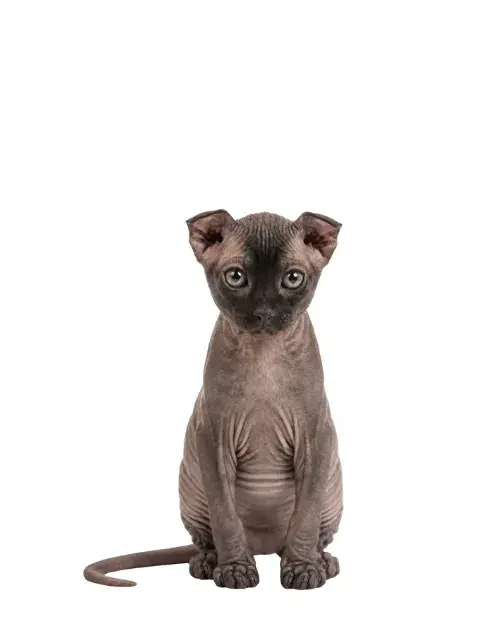 Levkoy ucraniano cachorro