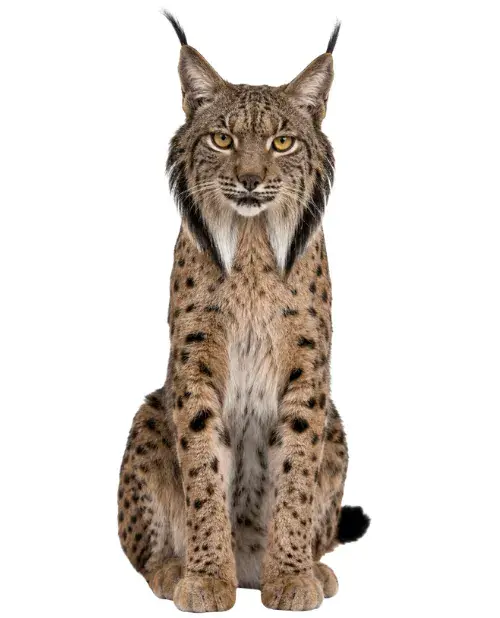 Lince ibérico
